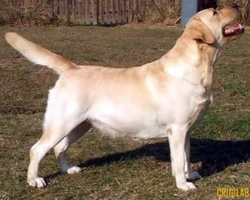 Il Labrador Retriever una razza conosciutissima. Perché?