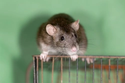 Basic First Aid Kit Guide for Rats and Small Pets
