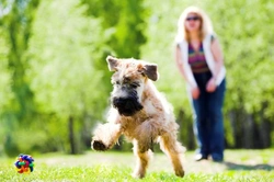 How Much Exercise Does Your Dog Need? Expert Guide