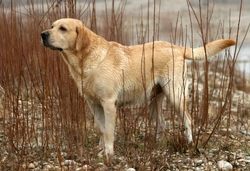 Complete Guide to Gun Dogs: Types, Training & Roles