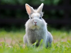 Bad Rabbit Behaviour: Common Problems and Practical Solutions