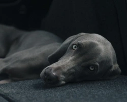 L'ultima settimana prima del parto