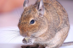 Feeding Your Degu: Essential 2025 Diet Guide