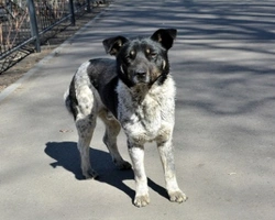 Associazioni animali: Chance for Pets ODV