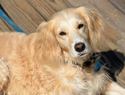 Vacaciones veraniegas, momento ideal para adoptar a un animal