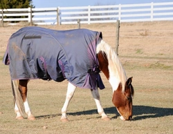 Winter Horse Feeding & Rugging: Essential Care Guide
