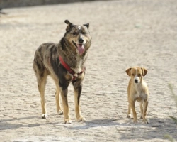 Associazioni animali: I Pelosetti di Silvana ODV