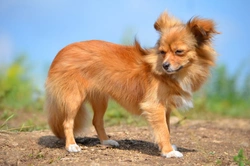 Chihuahua vs Chinese Crested: Key Differences Explained