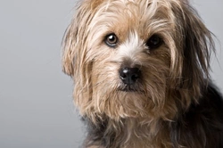 Canine Rehoming Failure Rate: Why Returns Happen & How to Help