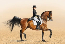 The Message of Dressage: Harmony and Mastery in Horsemanship