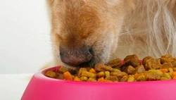 De juiste voeding voor mijn hond