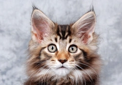Owning a Maine Coon Cat: Essential Care & Traits Guide