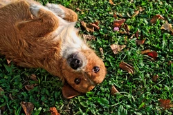 How to Teach Your Dog to Roll Over: Step-by-Step Guide