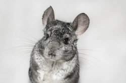 Important Things to Know Before Getting a Chinchilla