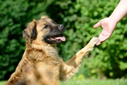 Coping with a Dog's Fear of Strangers: Calm & Confident Tips