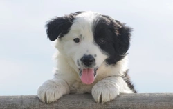 Enfermedades comunes en Border Collies: guía completa