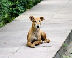 Associazioni animali: L'unione fa la forza