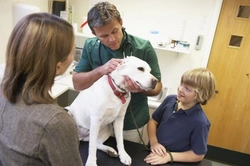 Taking on a dog with health problems: Key considerations
