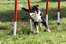 Teaching Chain Commands: Step-by-Step Dog Training Guide