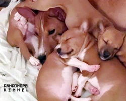 Il carattere del Basenji e le sue particolarità