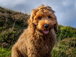 Gallbladder Mucoceles DNA Testing for Cockapoo Dogs
