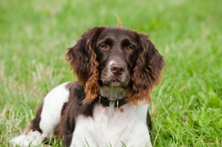 10 FAQs About the Mismate Injection Explained