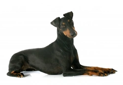Manchester Terrier Hereditary Health & Genetic Diversity
