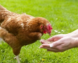 4 Common Vitamin Deficiencies in Chickens and How to Treat Them