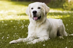 Puppy Development at 4 to 6 Months: What to Expect