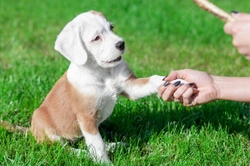 6 tips to keep your cool when house training your puppy