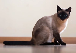 The History of the Siamese Cat: Royal Origins & Modern Types