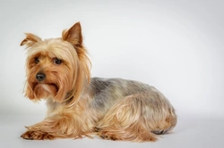 Preguntas clave para tu criador de Yorkshire Terrier