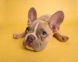 Pro e contro all’utilizzo del tappettino per la pipì dei cani