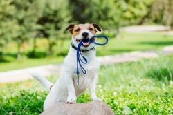 5 Common Dog Walking Mistakes Affecting Others and How to Fix Them