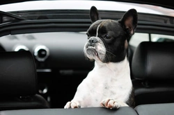 10 Essential Rules for Travelling Safely with Your Dog