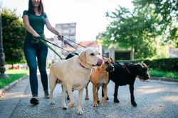 Socialise Your Dog Safely While Maintaining Social Distancing