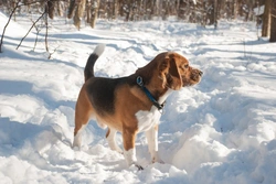 Frostbite in Dogs: Causes, Prevention & Early Signs