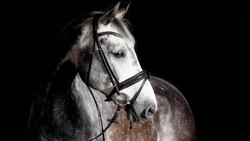 Får din häst lätt fång?