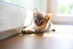 Kitten Proofing Your Home: Essential Tips Before Bringing Your Pet