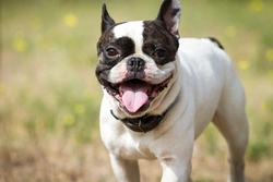 Laryngitis in dogs: causes, symptoms & treatment guide