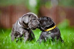Puppies: Why First Impressions Really Count for Behaviour