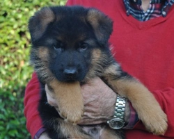 Cosa ho imparato da piccola con i miei cani...