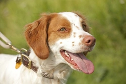 C3 Deficiency in Brittany Spaniel: Causes & Management 2025