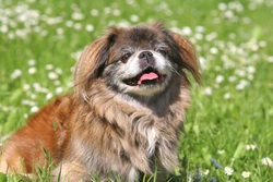 Canine asthma: Six common triggers and management tips