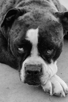 Alapaha Blue Blood Bulldog: The Rare, Athletic Bulldog Breed