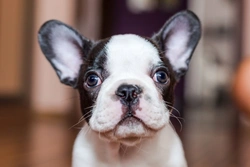 Top 5 Most Popular Small Dog Breeds in the UK 2025
