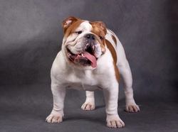 Cleft palate in brachycephalic dogs: causes, effects & treatment
