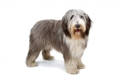 Bearded Collie vs Polish Lowland Sheepdog: Key Differences Explained