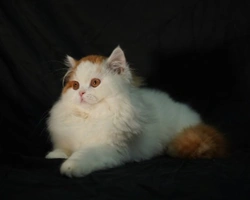 ALIMENTAZIONE DELLO SCOTTISH FOLD/STRAIGHT