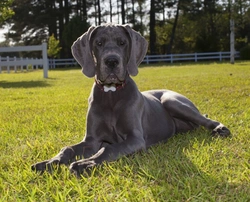 How to Choose Puppy Food for Large and Giant Breeds
